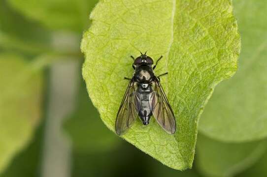 Image of hoverfly