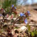 Plancia ëd Veronica triphyllos L.