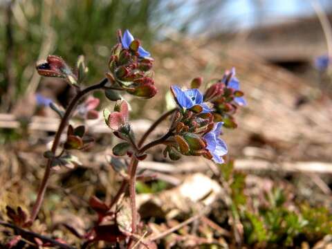 Veronica triphyllos L.的圖片