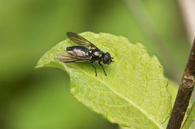 Image of hoverfly