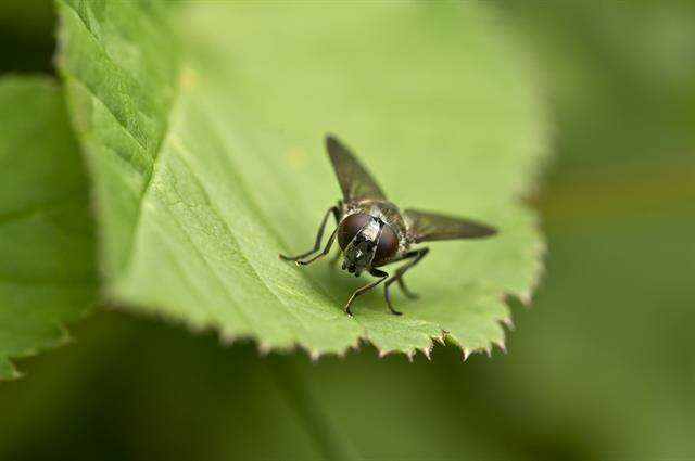 Image of hoverfly