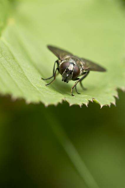 Image of hoverfly