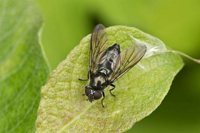 Image of hoverfly