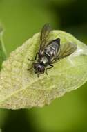 Image of hoverfly