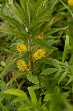 Image of Tufted Loosestrife