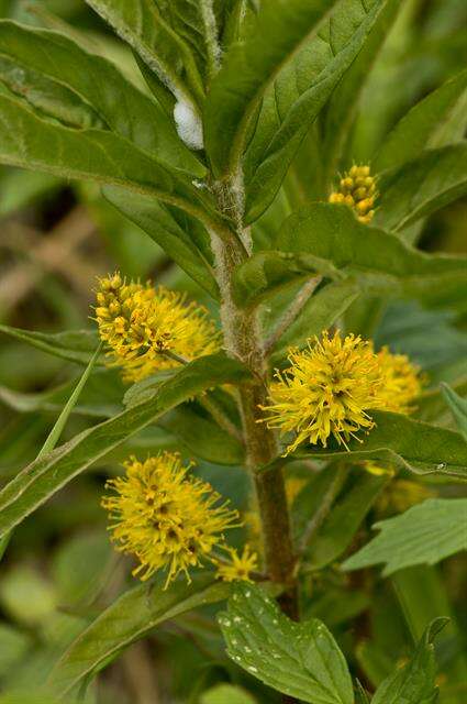 Image of Tufted Loosestrife