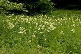 Image of meadow-rue