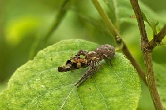 Image of crab spiders