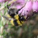 Image of Bombus jonellus (Kirby 1802)