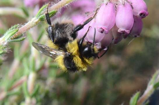 Image of Bombus jonellus (Kirby 1802)