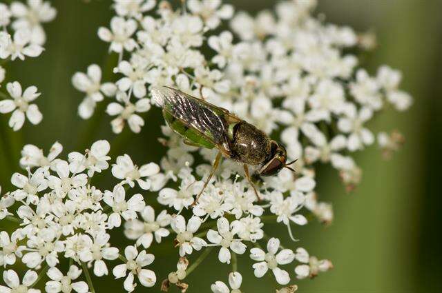 Sivun Odontomyia kuva