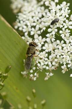 Image of Odontomyia