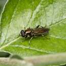 Xylota segnis (Linnaeus 1758) resmi