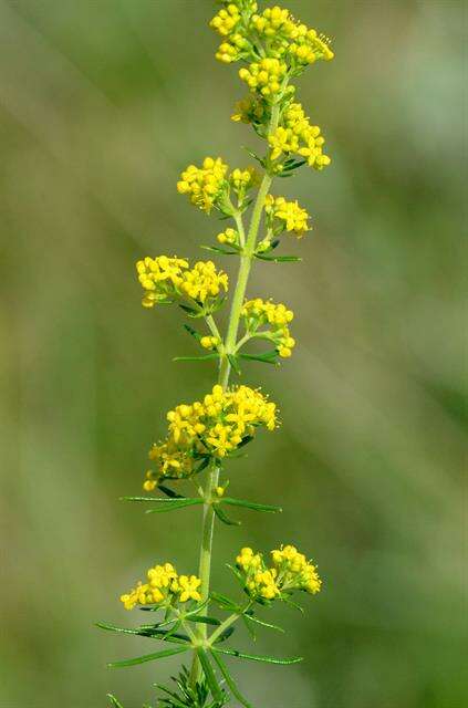 Image of bedstraw