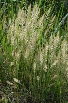 Image of Junegrass