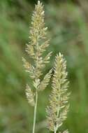 Image of Junegrass