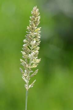 Image of Junegrass