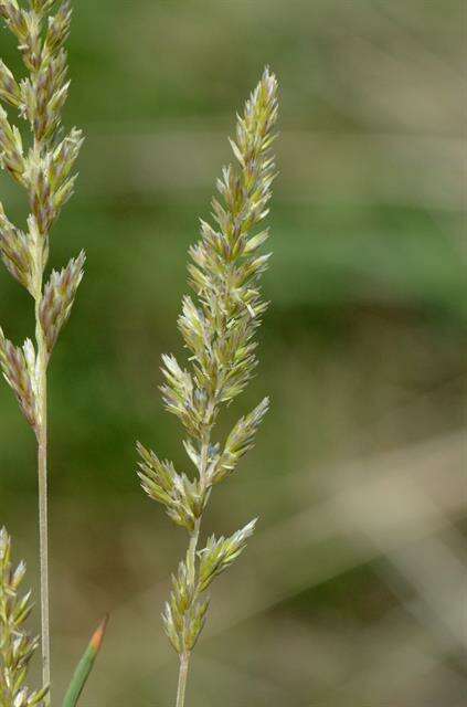 Image of Junegrass