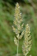 Image of Junegrass