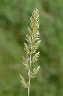 Image of Junegrass