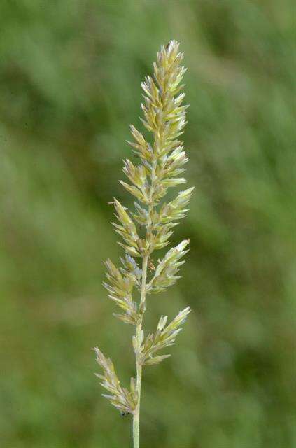 Image of Junegrass