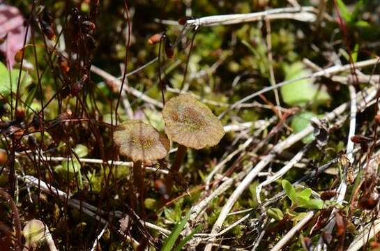 Image of Arrhenia rustica (Fr.) Redhead, Lutzoni, Moncalvo & Vilgalys 2002