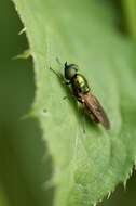 Plancia ëd Chloromyia