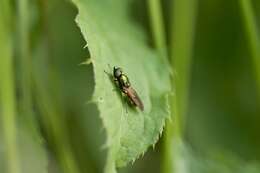 Image of Chloromyia