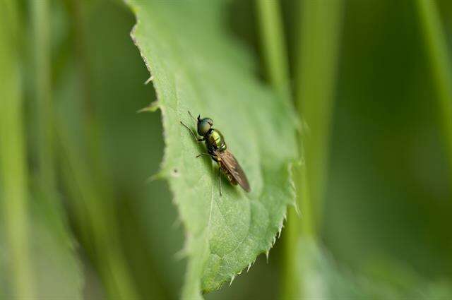 Imagem de Chloromyia