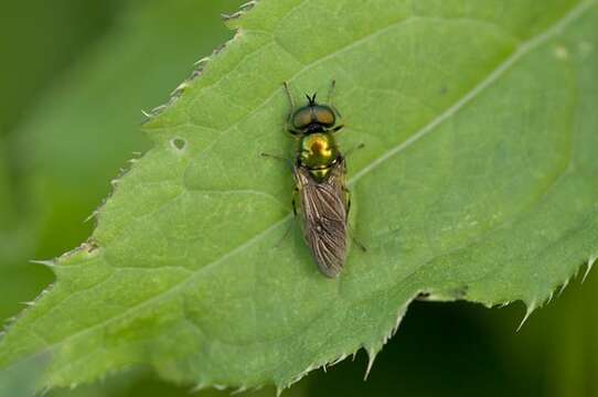 Image of Chloromyia