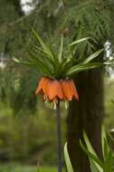 Image of fritillaries