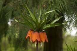 Image of fritillaries