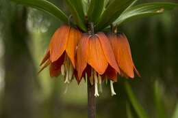 Image of fritillaries