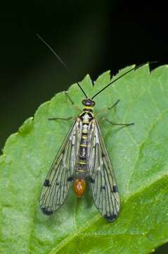 Image of common scorpionflies