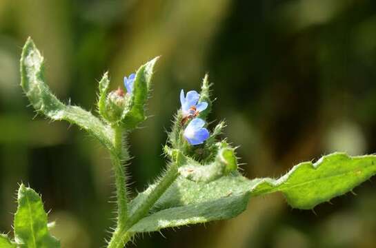 Lycopsis arvensis L.的圖片