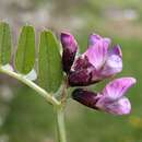 Imagem de Vicia sepium L.