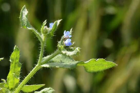 Lycopsis arvensis L. resmi