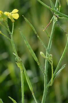 Image of radish