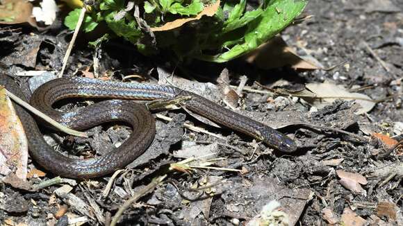 Image of Brown Reed Snake