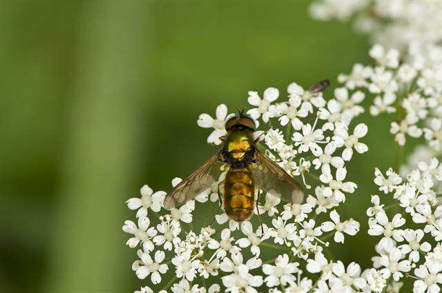 Image of Chloromyia