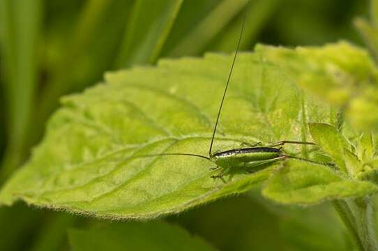 Image of Lesser Meadow Katydids