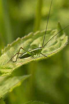 Image of Lesser Meadow Katydids