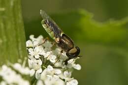 Image of Odontomyia