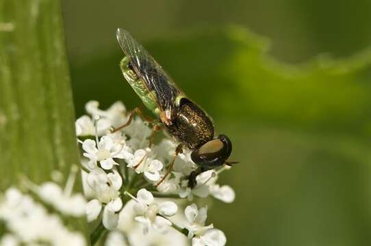 Imagem de Odontomyia