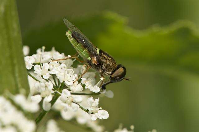 Image of Odontomyia