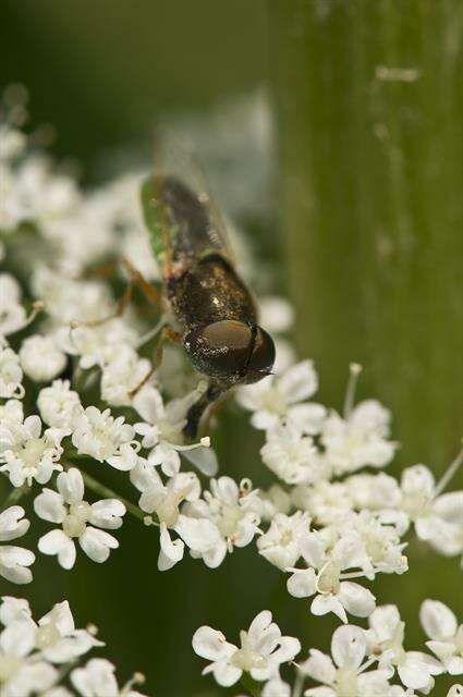 Image of Odontomyia