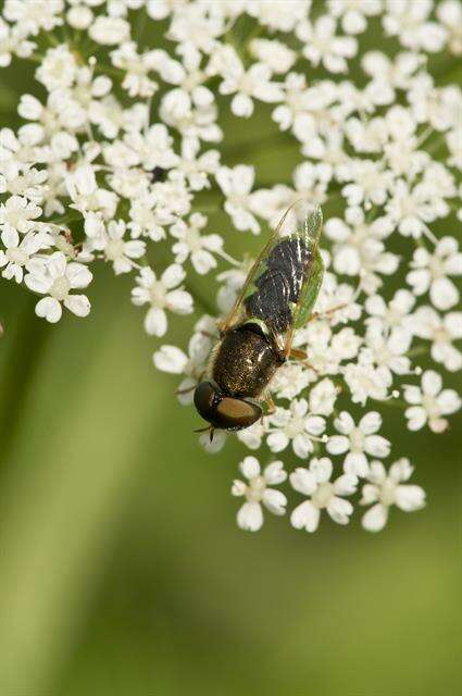 Sivun Odontomyia kuva