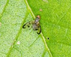 Image of flutter flies