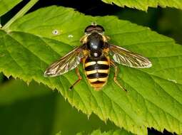 صورة Sericomyia