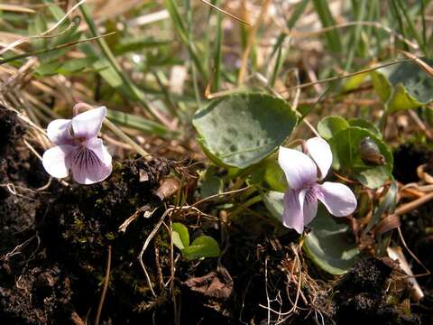 Plancia ëd Viola palustris L.